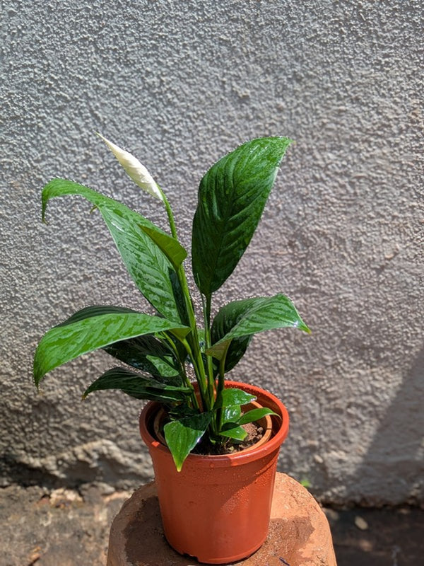 Peace Lily