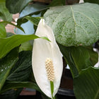 Peace Lily
