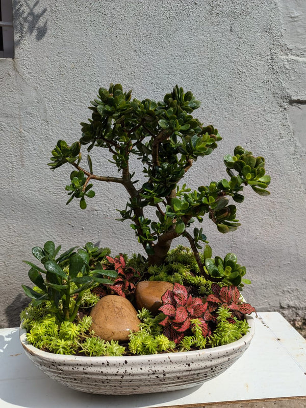Garden Makeover