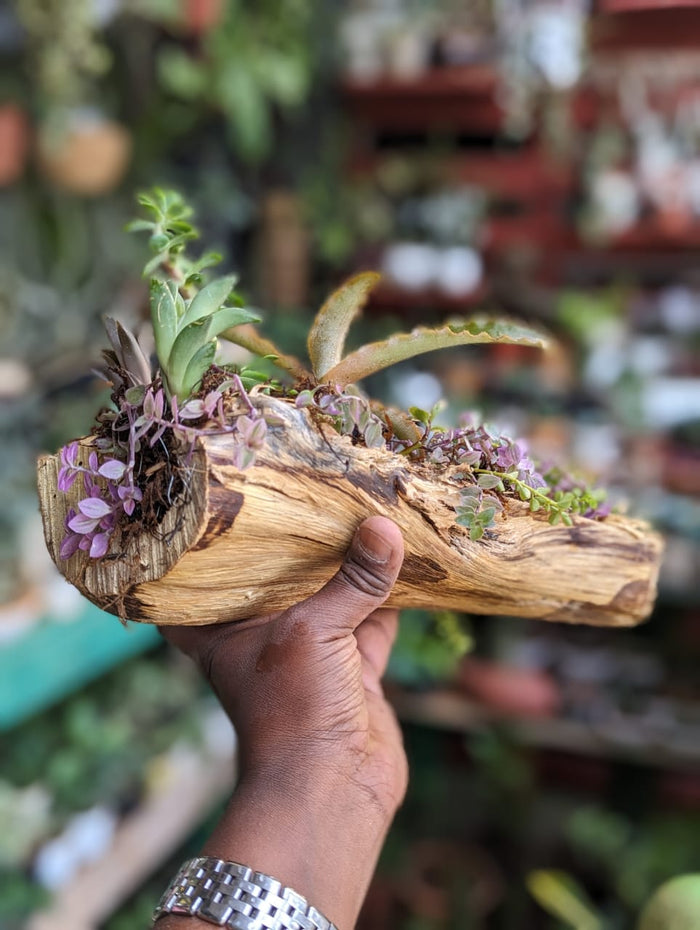 Plant Art