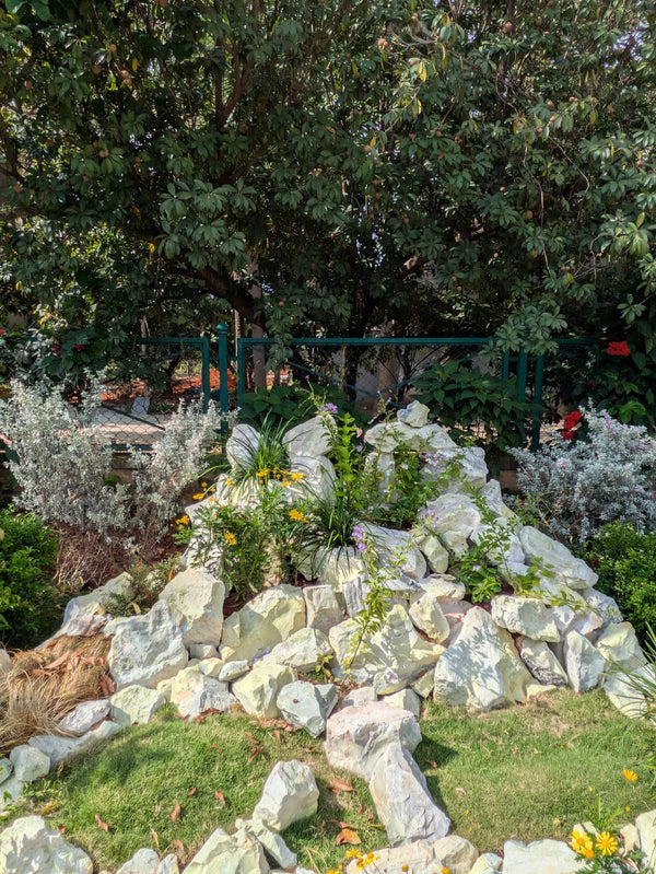 Succulents