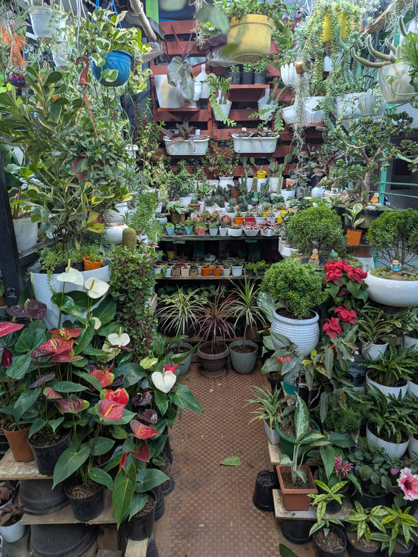 Pothos Display