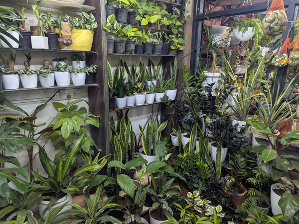 Outdoor Landscaping