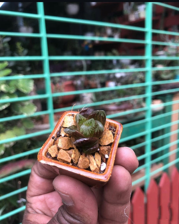 Living Wall