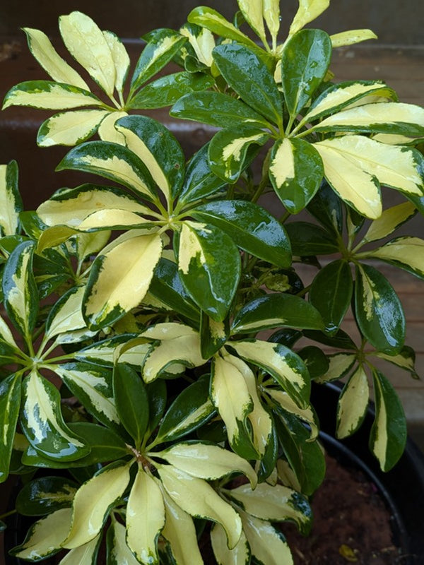 Schefflera Plant