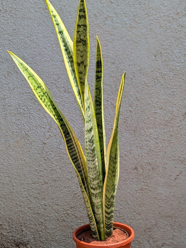 Snake Plant