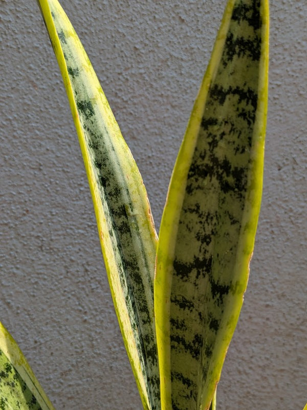 Snake Plant
