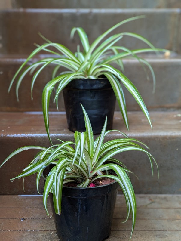 Spider Plant