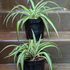Spider Plant