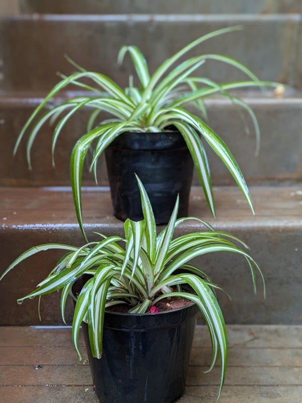 Spider Plant