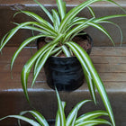Spider Plant