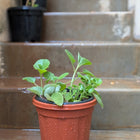 Ajwain Plant