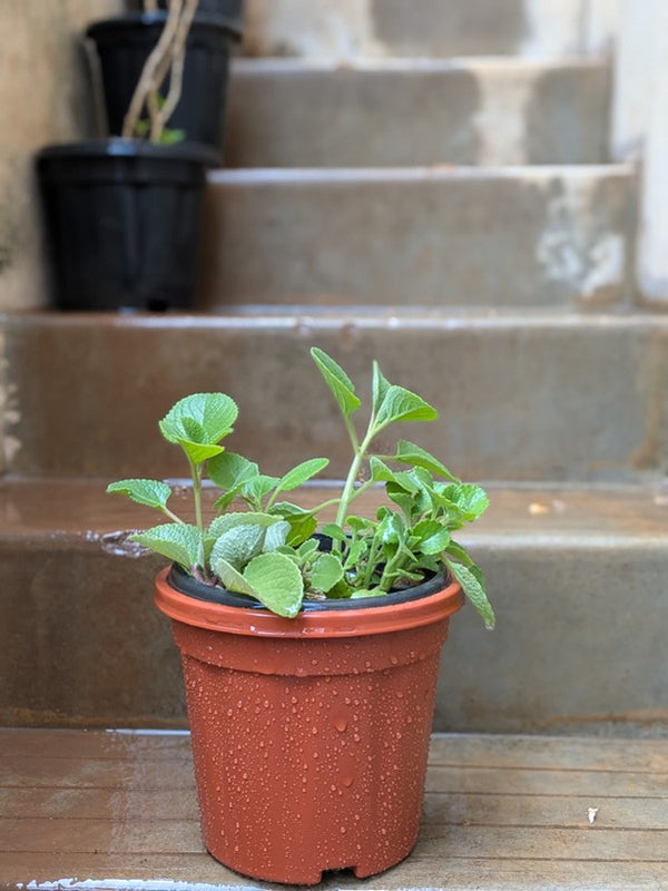 Ajwain Plant