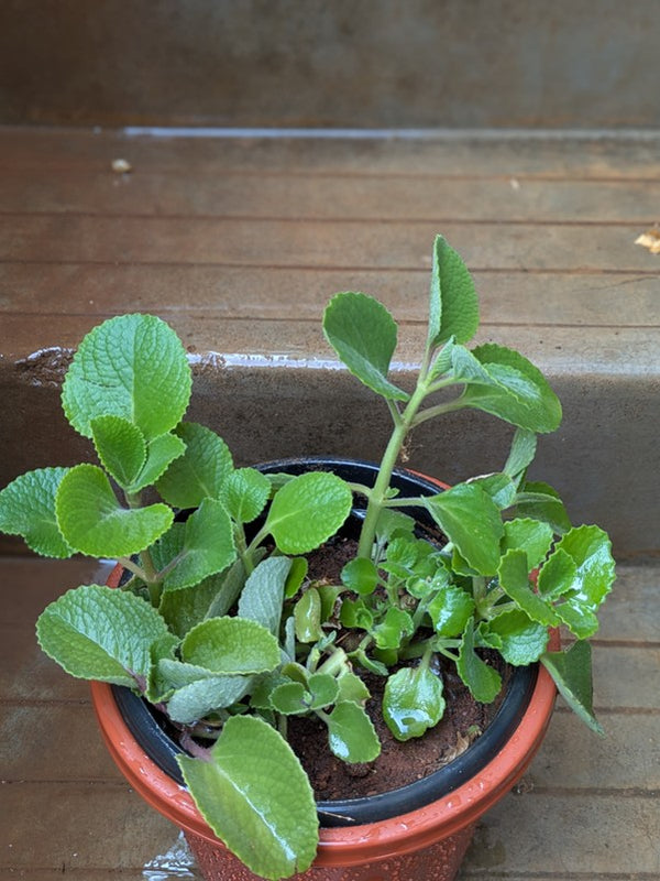 Ajwain Plant