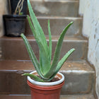 Aloevera