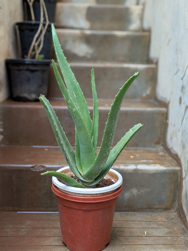 Aloevera