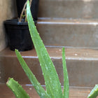 Aloevera