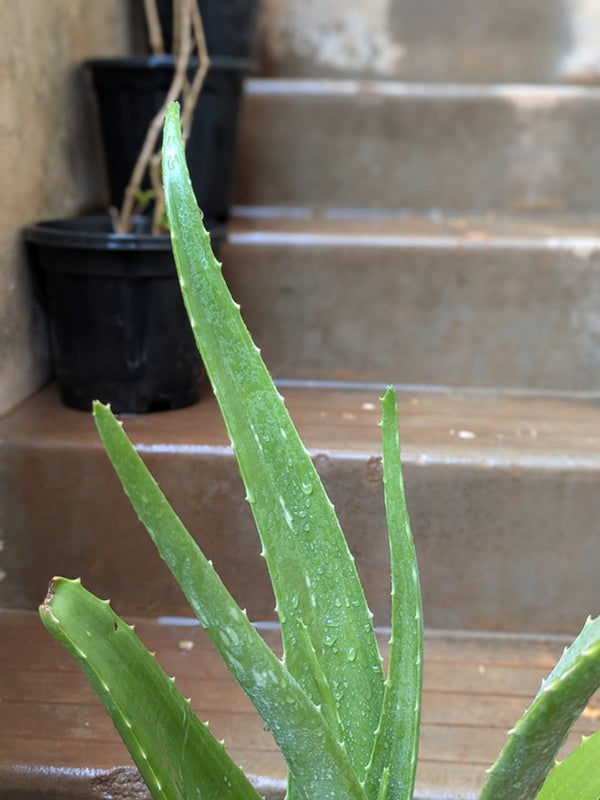 Aloevera