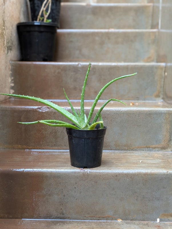 Aloevera Small