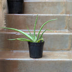 Aloevera Small
