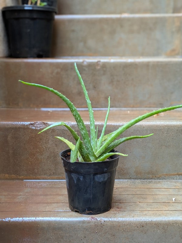 Aloevera Small