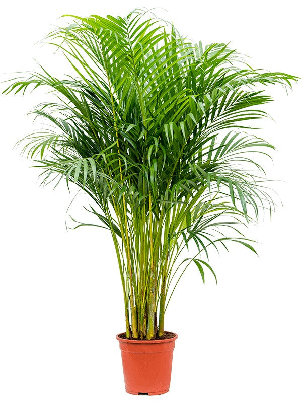 Areca Palm (Medium)