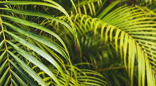 Areca Palm (Medium)