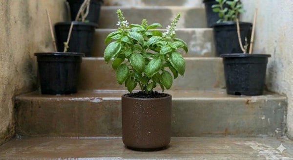 Basil Plant