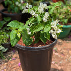 Bougainvillea