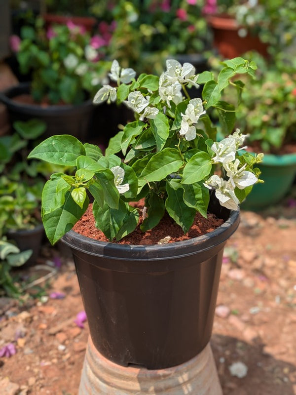 Bougainvillea
