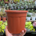 Basic Pots - Brown
