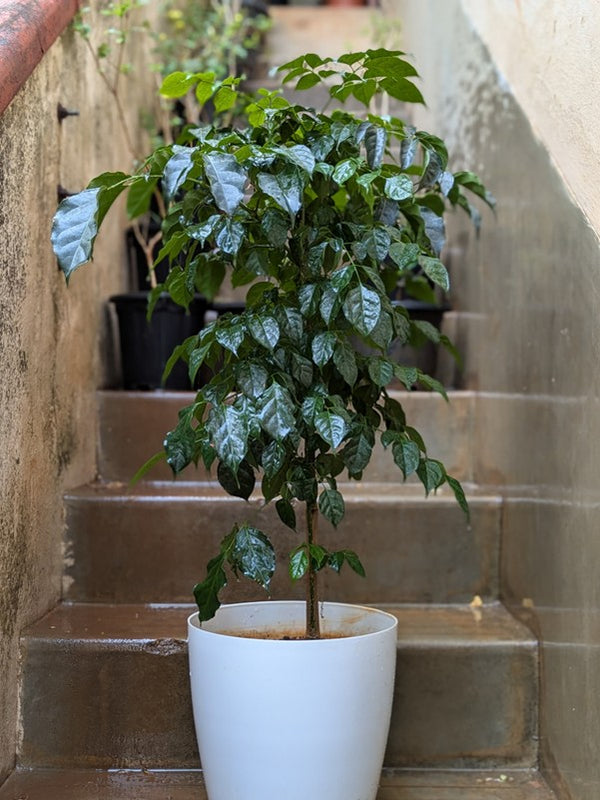 Chinese Doll Plant
