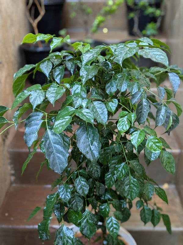 Chinese Doll Plant