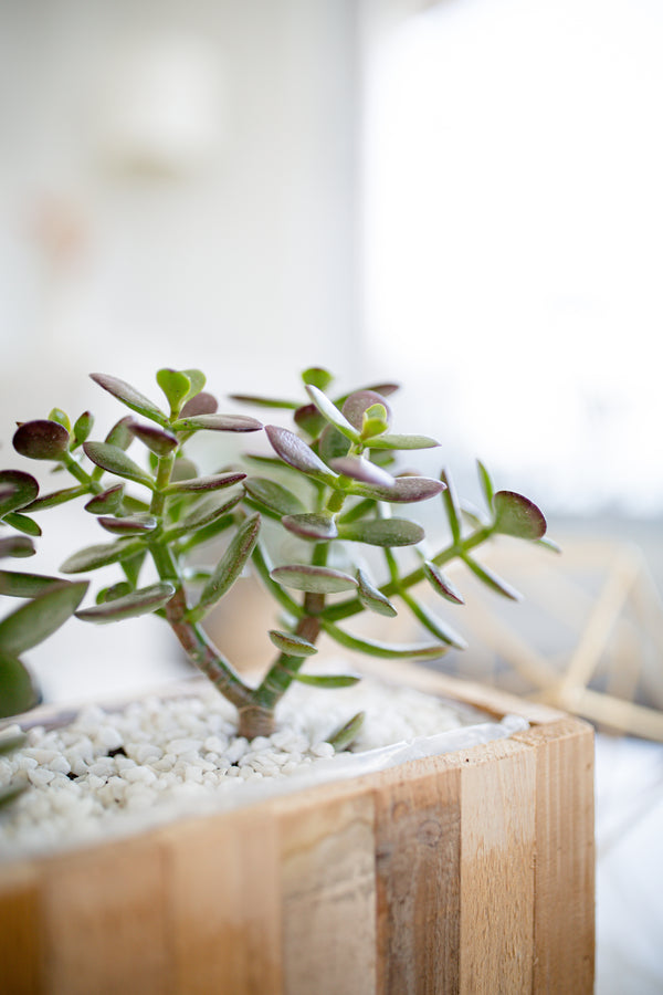 Indoor Plants