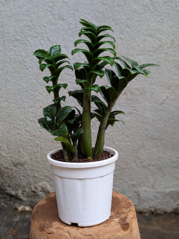 Cobra ZZ Plant