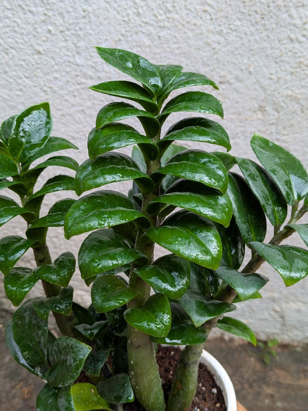 Cobra ZZ Plant