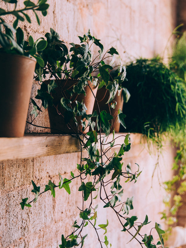 Outdoor Plants