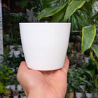 Premium Fibre Pots
