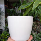 Premium Fibre Pots