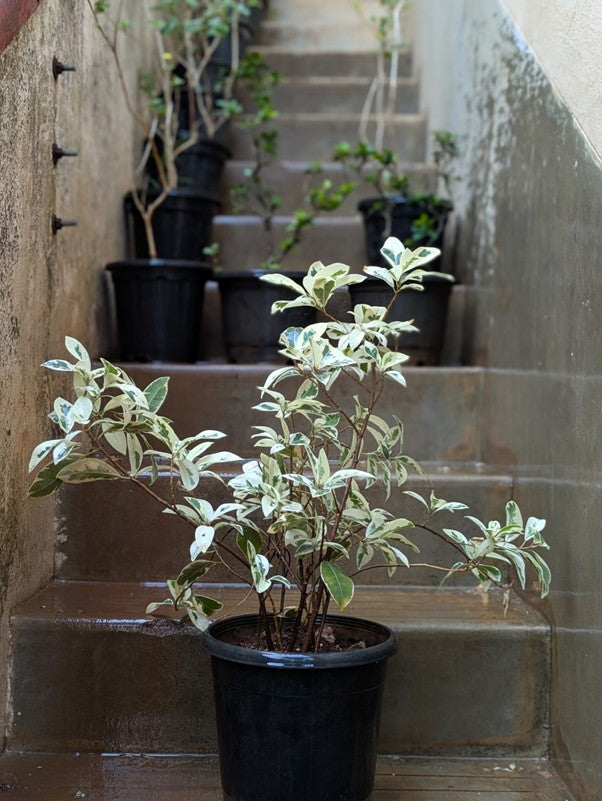 Ficus Safari