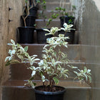 Ficus Safari
