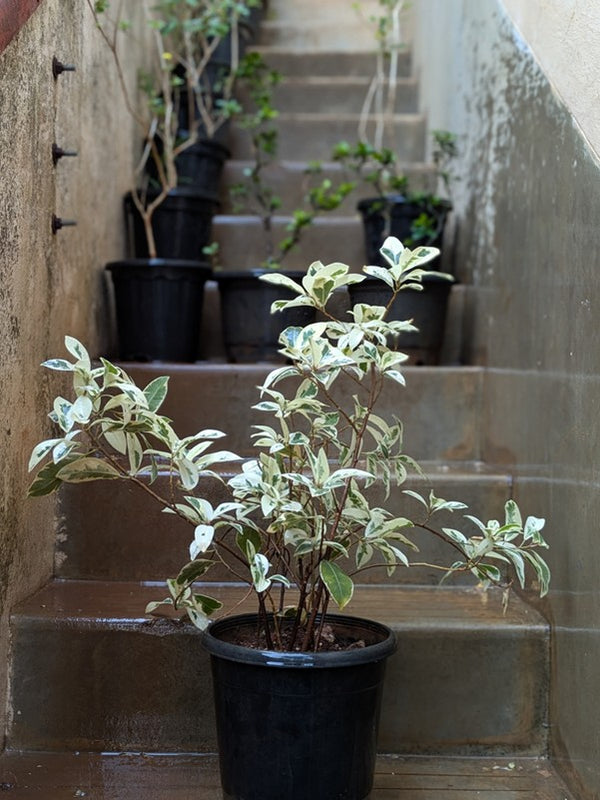 Ficus Safari