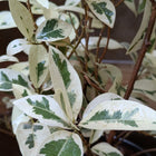 Ficus Safari