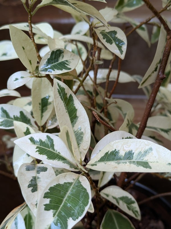 Ficus Safari