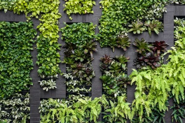 Green Walls & Vertical Gardens