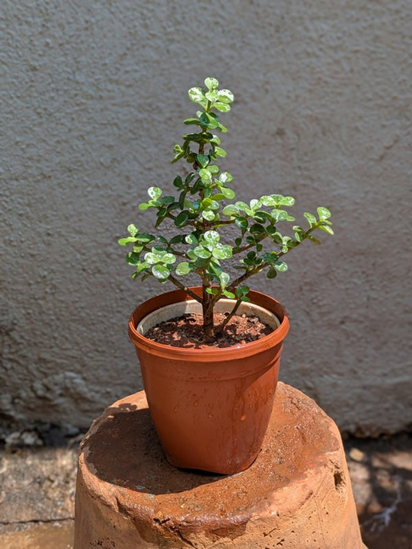 Jade Plant