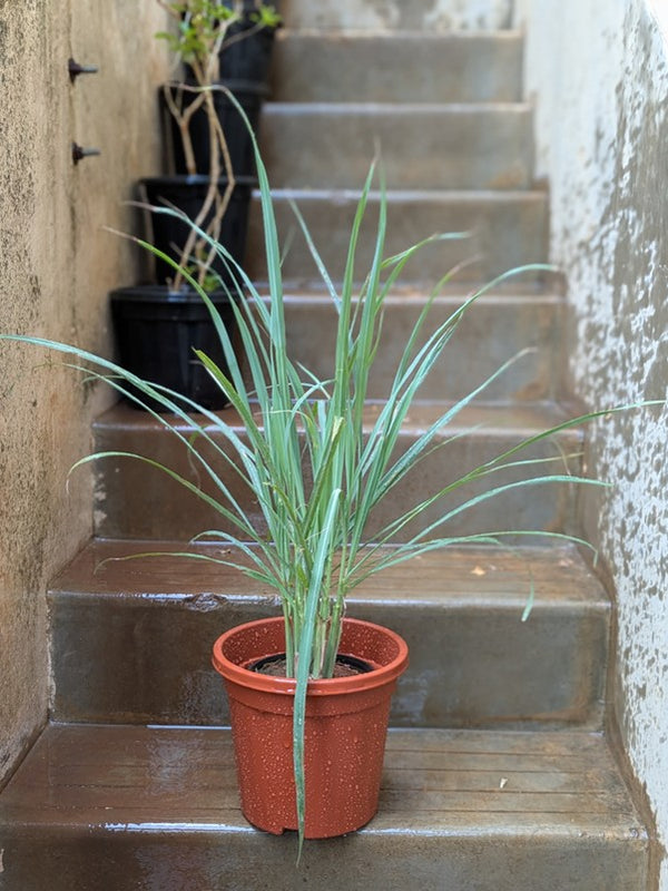 Lemongrass Plant