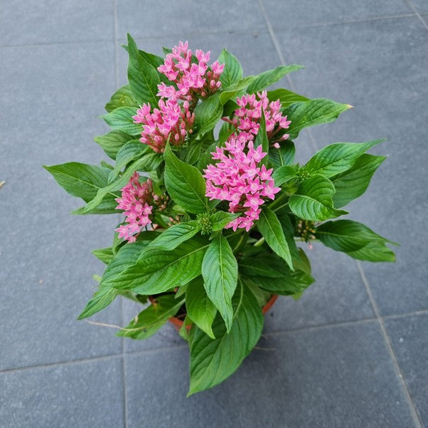 Pentas