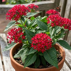 Pentas