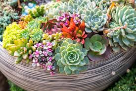 Plant Art Installations